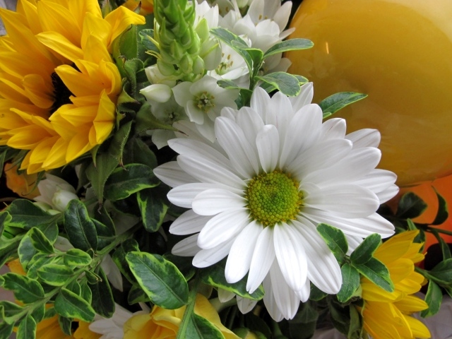 Цветы подсолнуха с белыми цветами хризантемы 