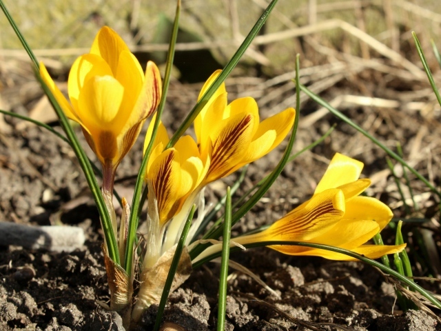 Солнечные желтые крокусы на земле весной