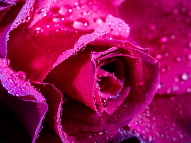 Нежная розовая роза в каплях росы крупным планом