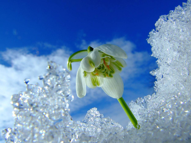 Первый весенний подснежник под снегом на фоне голубого неба