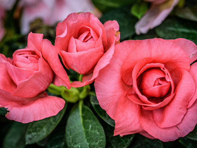 Три нежных розовых цветка бегонии крупным планом