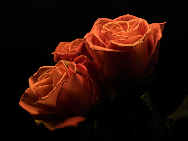 Три оранжевые розы на черном фоне 