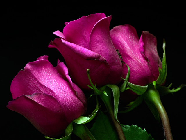 Три розовые розы на черном фоне 