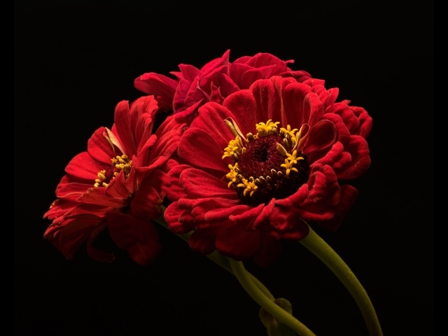 Три красных цветка цинии на черном фоне