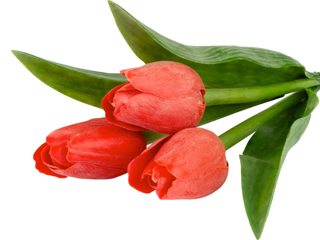 Три тюльпана с зелеными листьями на белом фоне