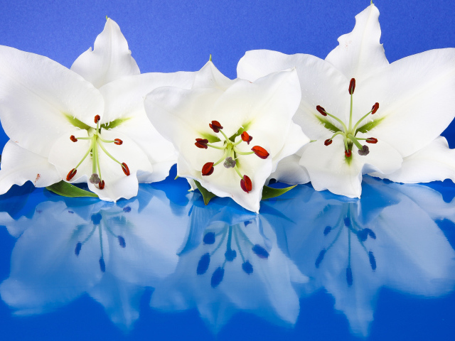 Три белые лилии отражаются в голубой поверхности 