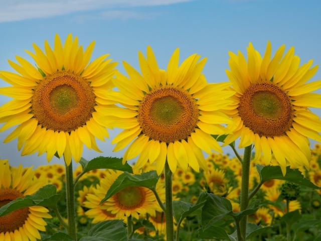Три желтых цветущих подсолнуха под голубым небом крупным планом