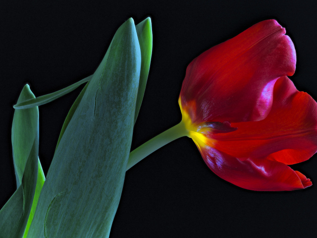 Тюльпан с зелеными листьями на черном фоне
