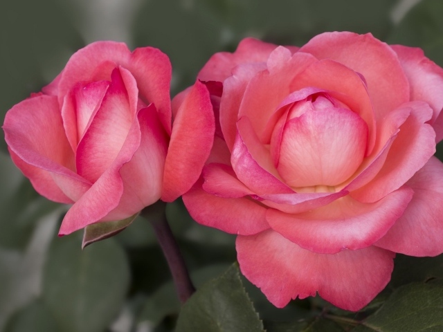 Две красивые пышные розовые розы вблизи 