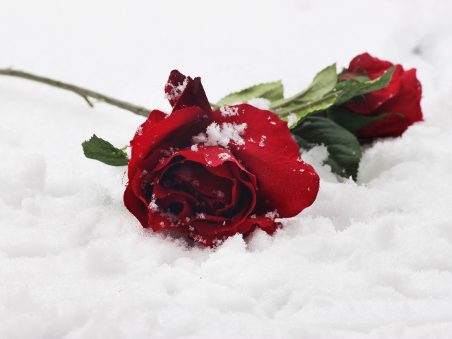 Две нежные красные розы на снегу