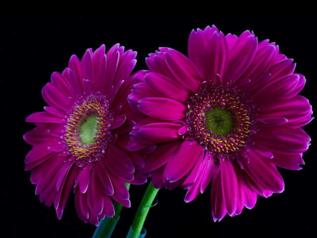 Две сиреневые герберы на черном фоне