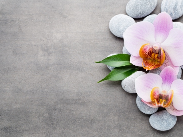 Две розовые орхидеи на камнях на сером фоне