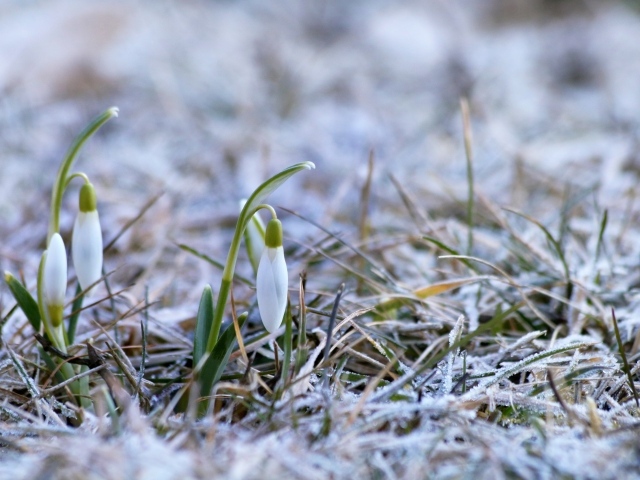Два нежных белых подснежника на покрытой инеем траве 