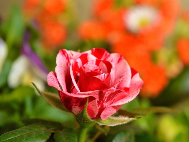 Необычная красивая роза крупным планом