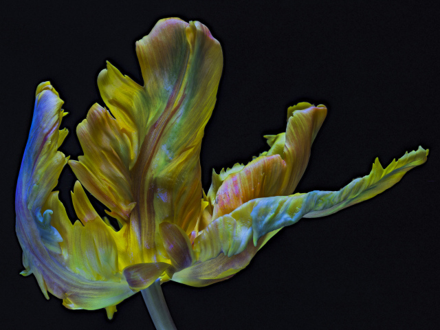 Необычный тюльпан на черном фоне крупным планом