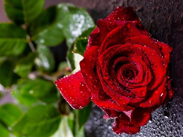 Мокрая красная роза на черной поверхности 