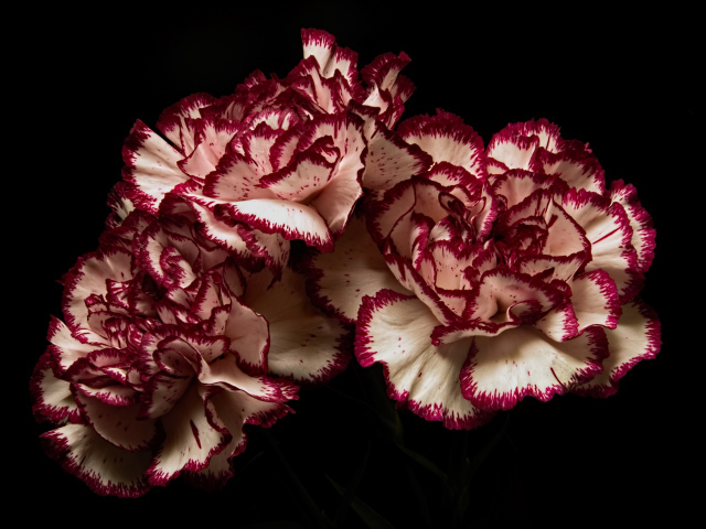 Белые гвоздики с красными ободками на черном фоне