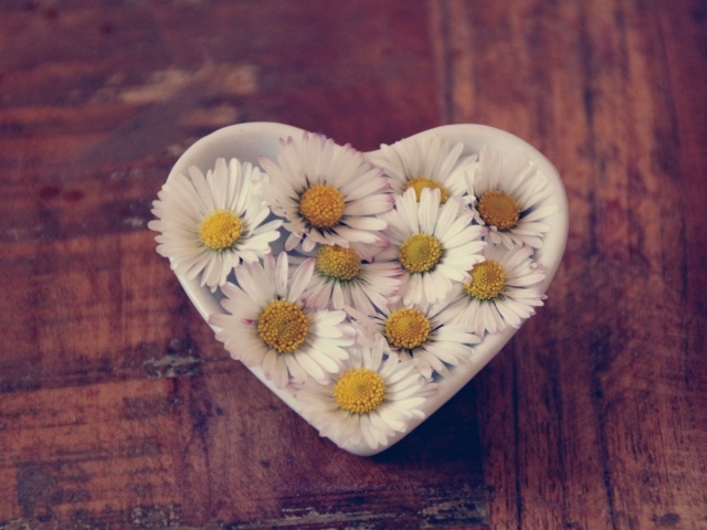 Белые ромашки в посуде в форме сердца