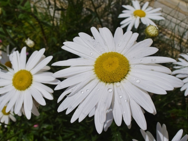 Белые ромашки с желтой серединкой с каплями воды на лепестках