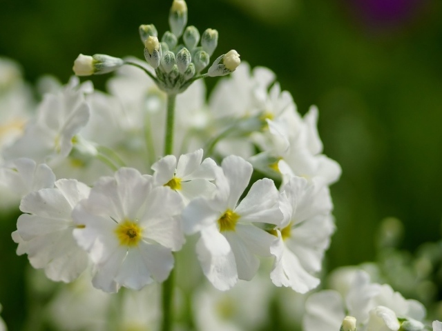 Белые нежные цветы примула крупным планом