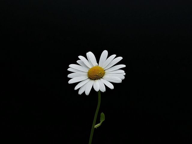 Белый одинокий цветок ромашки на черном фоне