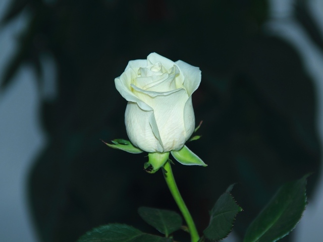 Белая нежная роза крупным планом 