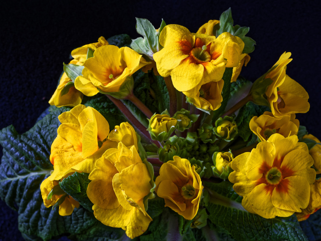 Желтые цветы комнатного цветка примулы крупным планом