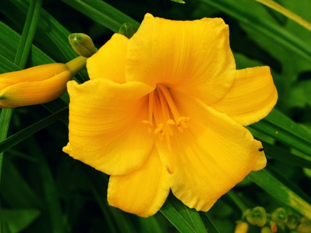 Желтая лилия с бутонами в зеленых листьях 