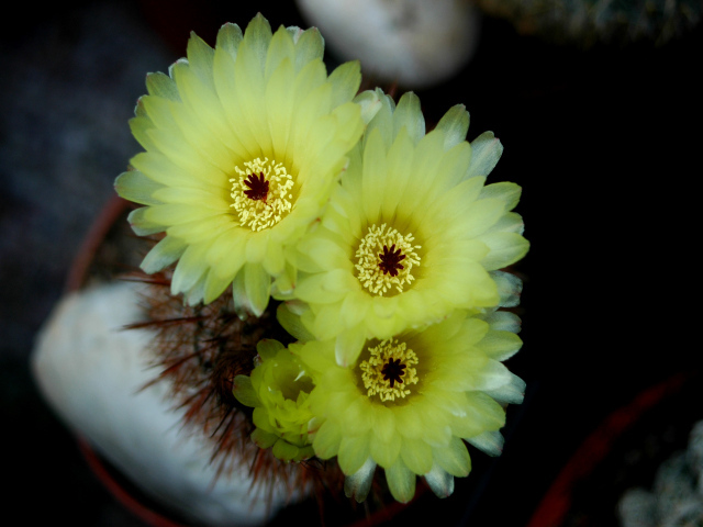 Желтые нежные цветы кактуса 