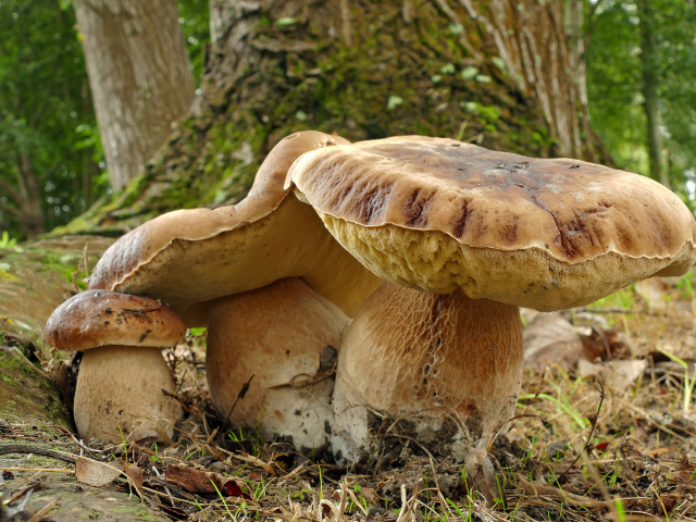Большие грибы в лесу у дерева