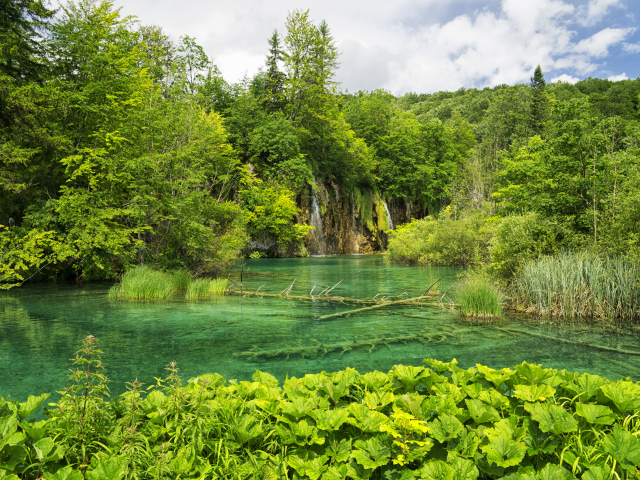 Упавшие деревья лежат на дне озера в лесу