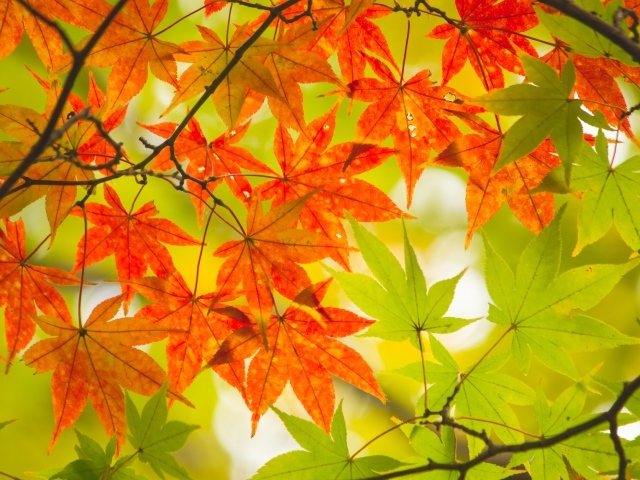Зеленые и оранжевые листья на ветках осенью