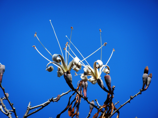 Цветы распускаются на деревьях под голубым небом весной