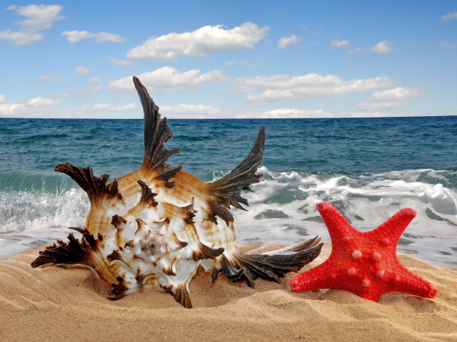 Красивая ракушка и морская звезда на песке летом