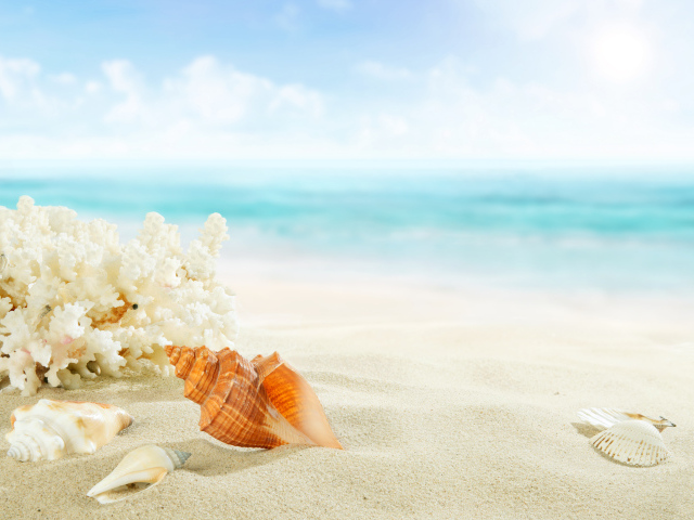 Кораллы и ракушки на белом песке у моря летом