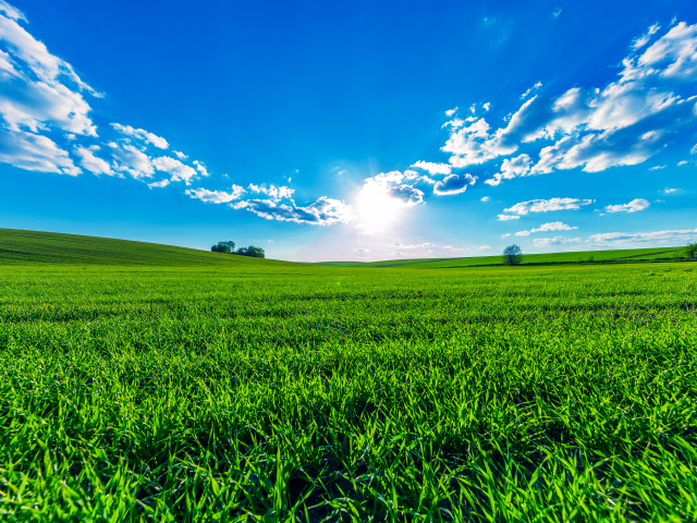 Сочная зеленая трава под ярким солнцем в голубом небе летом