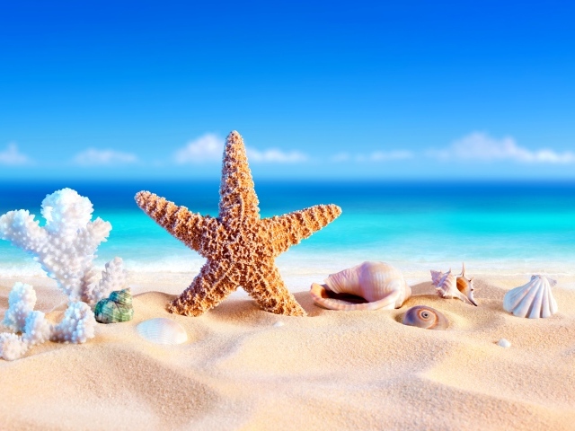 Оранжевая морская звезда, коралл  и ракушки на песке у моря летом