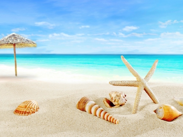 Ракушки на белом теплом песке у моря летом