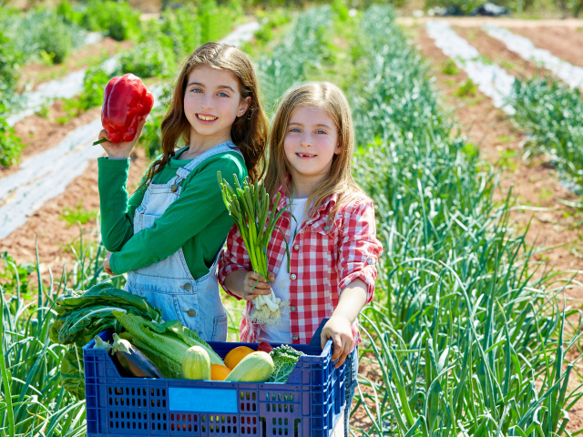 Две маленькие девочки собирают овощи на огороде