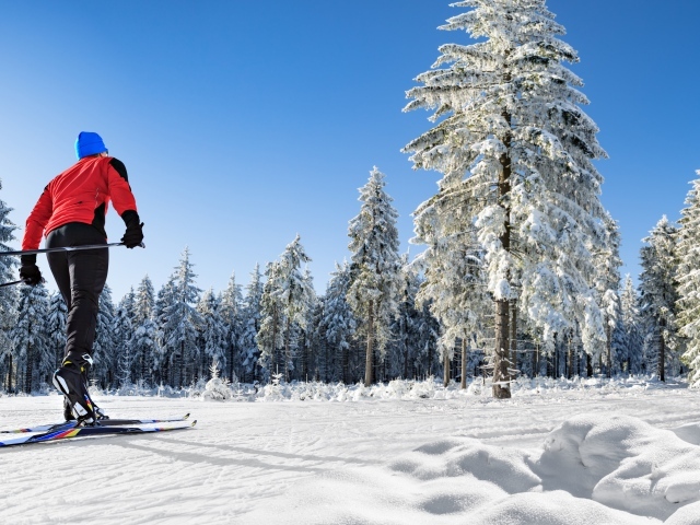 Лыжник едет по снегу на фоне хвойного леса 