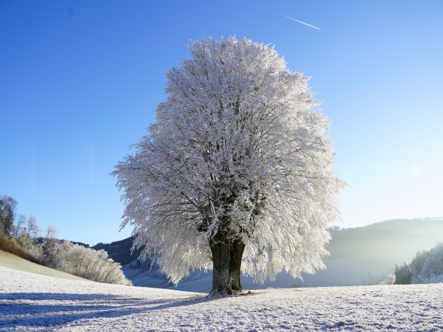 Красивое покрытое белым инеем дерево под голубым небом