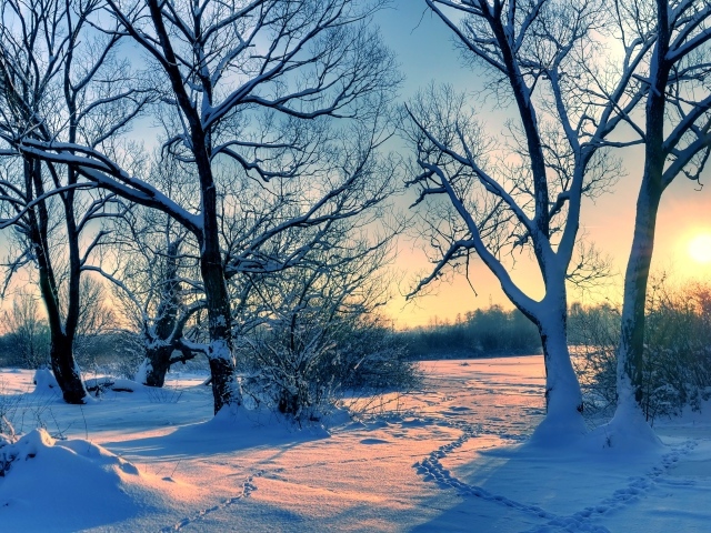 Высокие покрытые белым снегом деревья в лучах солнца на рассвете