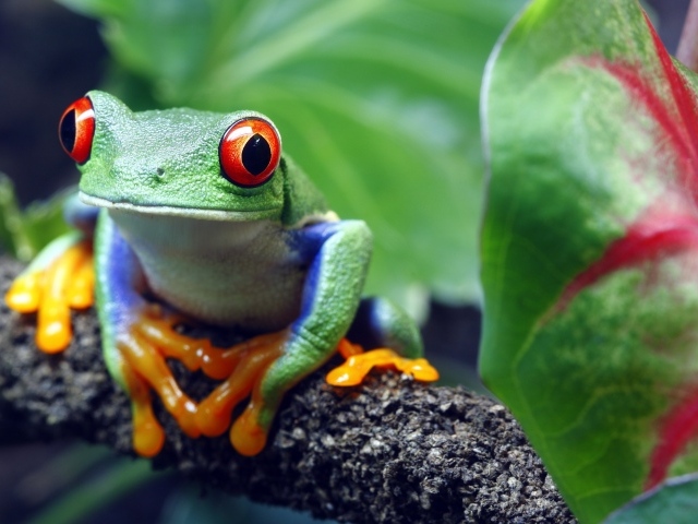 Большая зеленая лягушка с красными глазами сидит на ветке 