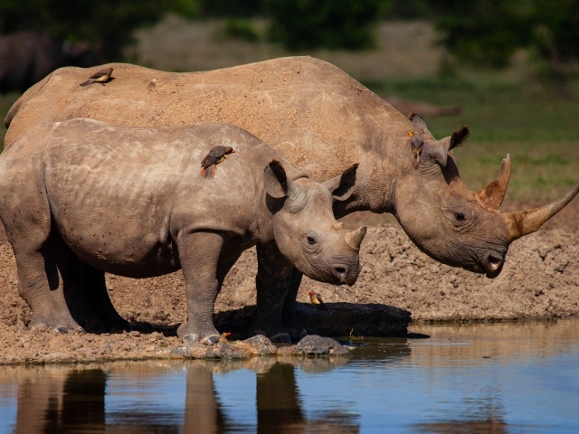 Большой носорог с детенышем у воды