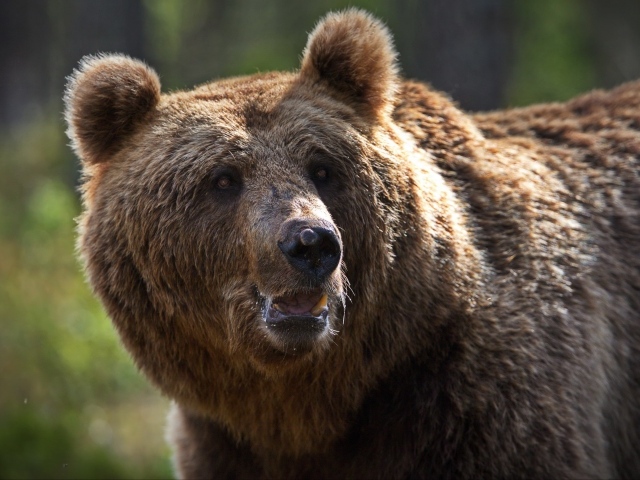 Большой сильный бурый медведь 