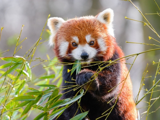 Милая малая панда ест бамбуковые ветки