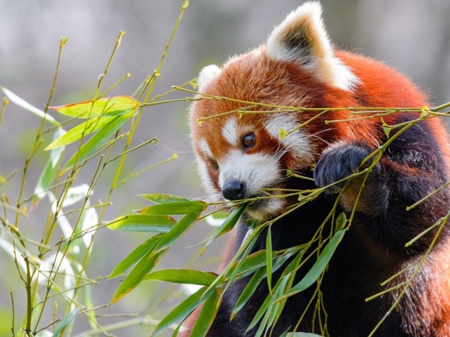 Малая панда грызет зеленые ветки бамбука