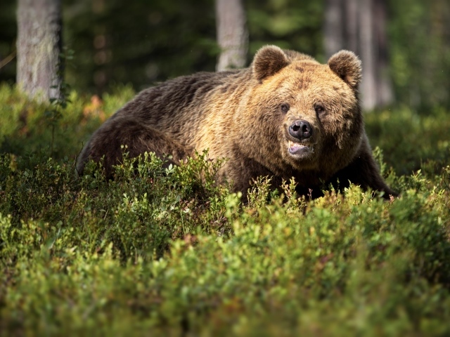 Грозный бурый медведь в зарослях в лесу