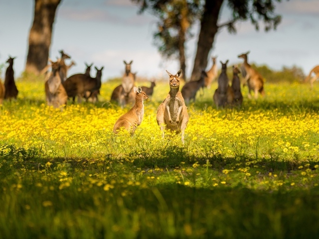 Стая кенгуру сидят на желтых цветах 