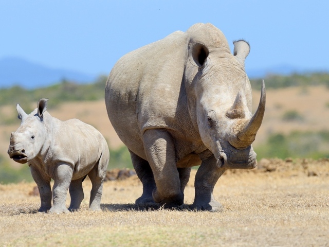 Большой носорог с детенышем идут по земле 